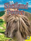 Shetland Ponies (All about Horses) By Pamela Dell Cover Image