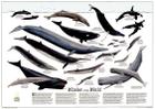 Whales of the World [Tubed] (National Geographic Reference Map) By National Geographic Maps - Reference Cover Image