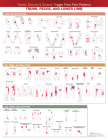 Travell, Simons & Simons’ Trigger Point Pain Patterns Wall Chart: Trunk, Pelvis, and Lower Limb By Anatomical Chart Company		 (Producer) Cover Image