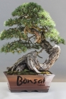 Bonsai: Logbook By A. D. Publishing Cover Image