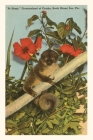 Vintage Journal Slow Loris, Hibiscus, Florida By Found Image Press (Producer) Cover Image