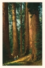 The Vintage Journal Sequoia Trees By Found Image Press (Producer) Cover Image