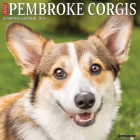 Just Pembroke Corgis 2024 12 X 12 Wall Calendar By Willow Creek Press Cover Image