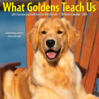 What Goldens Teach Us 2024 12 X 12 Wall Calendar By Willow Creek Press Cover Image