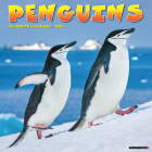Penguins 2024 12 X 12 Wall Calendar Cover Image