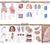 Anatomical Chart Company's Illustrated Pocket Anatomy: Anatomy & Disorders of The Respiratory System Study Guide Cover Image