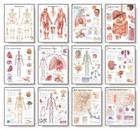 The Body Systems Chart Set: Laminated Wall Chart Cover Image
