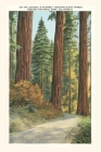 The Vintage Journal Sequoia National Park By Found Image Press (Producer) Cover Image