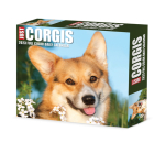 Corgis 2023 Box Calendar By Willow Creek Press Cover Image
