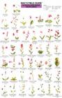 Mac's Field Guides: Pacific NW Wildflowers (Mac's Guides (Flash Cards)) By Craig Macgowan Cover Image