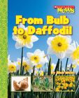 From Bulb to Daffodil (Scholastic News Nonfiction Readers: How Things Grow) By Ellen Weiss Cover Image