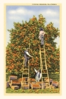 Vintage Journal Picking Oranges in California Cover Image