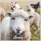 Lambs 2021 Calendar: Official Sheeps 2021 Wall Calendar 18 months Cover Image