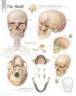 The Skull: Wall Chart Cover Image