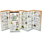 Common Wildflowers of the Mid-Atlantic By Michael Homoya, Michael Digiorgio (Illustrator) Cover Image
