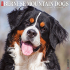Just Bernese Mountain Dog 2022 Wall Calendar (Dog Breed) Cover Image