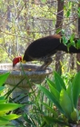 Notebook: Australian Brush Turkey drinking bird bath Cover Image