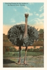 Vintage Journal Ostrich, Florida By Found Image Press (Producer) Cover Image