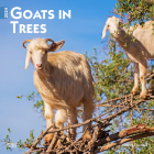 Goats in Trees 2024 Square By Browntrout (Created by) Cover Image