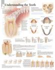 Understanding the Teeth Chart: Wall Chart By Scientific Publishing (Other) Cover Image