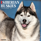 Just Siberian Huskies 2025 12 X 12 Wall Calendar By Willow Creek Press Cover Image