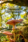 Pilz-Buch zum Sammeln: Schwammerl und Pilze - das Buch für echte Naturfreunde und Pilzsammler By Pilzesammler Tagebuch Cover Image