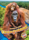 Orangutans (Animals at Risk) By Rachel Grack Cover Image
