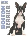 Boston Terrier 2019 Dog Calendar Cover Image