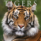 Tigers 2023 Wall Calendar By Willow Creek Press Cover Image