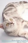 American Shorthair Cat Affirmations Workbook American Shorthair Cat Presents: Positive and Loving Affirmations Workbook. Includes: Mentoring Questions Cover Image