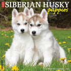 Just Siberian Husky Puppies 2025 12 X 12 Wall Calendar By Willow Creek Press Cover Image