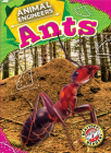 Ants By Rebecca Pettiford Cover Image