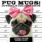 Pug Mugs: Juvenile Delinquents By Willow Creek Press Cover Image