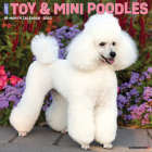 Just Toy & Miniature Poodles 2023 Wall Calendar By Willow Creek Press Cover Image