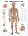 The Nervous System Anatomical Chart Cover Image