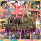ABC Animals: ABC Zoo Reading Picture Books Cover Image