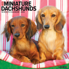 Just Miniature Dachshunds 2025 12 X 12 Wall Calendar By Willow Creek Press Cover Image