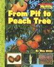 From Pit to Peach Tree (Scholastic News Nonfiction Readers: How Things Grow) By Ellen Weiss Cover Image
