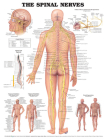 The Spinal Nerves Anatomical Chart Cover Image