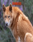 Dingo: Recueil pour Enfants de Belles Images & d'Informations Intéressantes Concernant les Dingo Cover Image