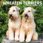Just Wheaton Terriers 2024 12 X 12 Wall Calendar By Willow Creek Press Cover Image