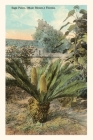 Vintage Journal Cycad, Sago Palm, Florida By Found Image Press (Producer) Cover Image