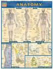 Anatomy (Quickstudy: Academic) By Vincent Perez Cover Image