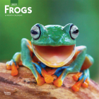 Frogs 2021 Square Cover Image