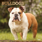 Bulldogs 2021 Square Foil Cover Image