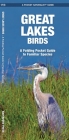Great Lakes Birds: An Introduction to Familiar Species (Pocket Naturalist Guide) By James Kavanagh, Waterford Press, Raymond Leung (Illustrator) Cover Image