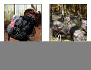 All about Turkeys (Rosen Real Readers: Stem and Steam Collection) By Denzel T. Carter Cover Image