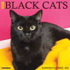 Just Black Cats 2023 Wall Calendar By Willow Creek Press Cover Image