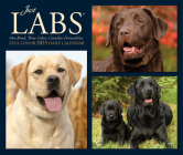 Labs 2025 6.2 X 5.4 Box Calendar By Willow Creek Press Cover Image