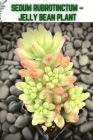 Sedum Rubrotinctum - Jelly Bean Plant: Become a professional Planter By Loork Lawin Cover Image